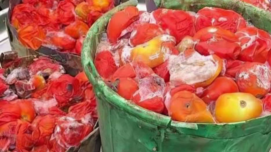 Lagos Government Advises Consumers to Avoid Buying Rotten Tomatoes